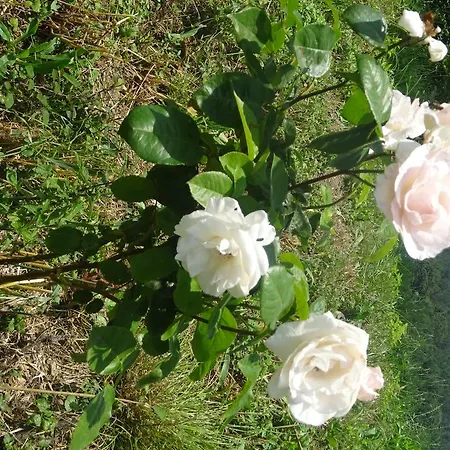 乡村民宿 Arratzain