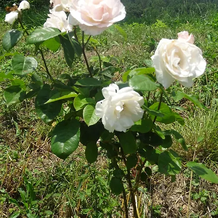 Casa rural Arratzain Usúrbil